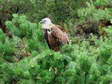 Griffon Vulture (Gyps fulvus) - Castel de Cantobre G&icirc;tes, Aveyron, France