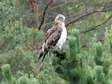 Short-toed (Snake) Eagle (Circaetus gallicus) - Castel de Cantobre G&icirc;tes, Aveyron, France