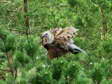 Griffon Vulture (Gyps fulvus) - Castel de Cantobre G&icirc;tes, Aveyron, France