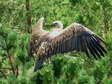 Griffon Vulture (Gyps fulvus) - Castel de Cantobre G&icirc;tes, Aveyron, France