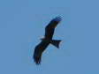 Black Kite (Milvus migrans) - Castel de Cantobre G&icirc;tes, Aveyron, France