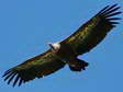Griffon Vulture (Gyps fulvus) - Castel de Cantobre G&icirc;tes, Aveyron, France
