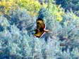 European Honey-buzzard (Pernis apivorus) - Castel de Cantobre G&icirc;tes, Aveyron, France