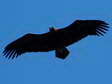 Eurasian Black or Cinereous Vulture (Aegypius monachus) - Castel de Cantobre G&icirc;tes, Aveyron, France