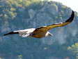 Griffon Vulture (Gyps fulvus) - Castel de Cantobre G&icirc;tes, Aveyron, France