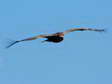 Eurasian Black or Cinereous Vulture? (Aegypius monachus) - Castel de Cantobre G&icirc;tes, Aveyron, France