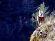 Griffon Vulture (Gyps fulvus) - Castel de Cantobre G&icirc;tes, Aveyron, France