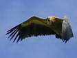 Griffon Vulture (Gyps fulvus) - Castel de Cantobre G&icirc;tes, Aveyron, France