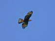 Golden Eagle (Aquila chrysaetos) - Castel de Cantobre G&icirc;tes, Aveyron, France