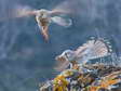 Common Kestrel (Falco tinnunculus) - Castel de Cantobre G&icirc;tes, Aveyron, France