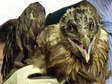 One of 3 Juvenile Bearded Vultures re-introduced in 2017 (Gypaetus barbatus) - Castel de Cantobre G&icirc;tes, Aveyron, France