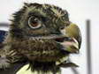 One of 3 Juvenile Bearded Vultures re-introduced in 2017 (Gypaetus barbatus) - Castel de Cantobre G&icirc;tes, Aveyron, France