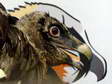 One of 3 Juvenile Bearded Vultures re-introduced in 2017 (Gypaetus barbatus) - Castel de Cantobre G&icirc;tes, Aveyron, France