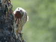 Juvenile Common Kestrel (Falco tinnunculus) - Castel de Cantobre G&icirc;tes, Aveyron, France