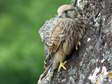 Juvenile Common Kestrel (Falco tinnunculus) - Castel de Cantobre G&icirc;tes, Aveyron, France