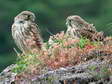 Juvenile Common Kestrels (Falco tinnunculus) - Castel de Cantobre G&icirc;tes, Aveyron, France