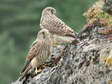 Juvenile Common Kestrels (Falco tinnunculus) - Castel de Cantobre G&icirc;tes, Aveyron, France