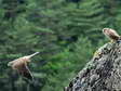 Juvenile Common Kestrels (Falco tinnunculus) - Castel de Cantobre G&icirc;tes, Aveyron, France
