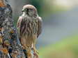 Juvenile Common Kestrel (Falco tinnunculus) - Castel de Cantobre G&icirc;tes, Aveyron, France