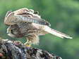 Juvenile Common Kestrel (Falco tinnunculus) - Castel de Cantobre G&icirc;tes, Aveyron, France