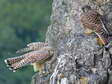 Juvenile Common Kestrels (Falco tinnunculus) - Castel de Cantobre G&icirc;tes, Aveyron, France