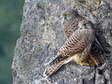 Juvenile Common Kestrels (Falco tinnunculus) - Castel de Cantobre G&icirc;tes, Aveyron, France