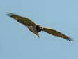 Short-toed (Snake) Eagle (Circaetus gallicus) - Castel de Cantobre G&icirc;tes, Aveyron, France