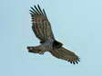 Short-toed (Snake) Eagle (Circaetus gallicus) - Castel de Cantobre G&icirc;tes, Aveyron, France