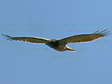 Short-toed (Snake) Eagle (Circaetus gallicus) - Castel de Cantobre G&icirc;tes, Aveyron, France