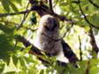 Tawny Owl - Juvenile (Strix aluco) - Castel de Cantobre G&icirc;tes, Aveyron, France